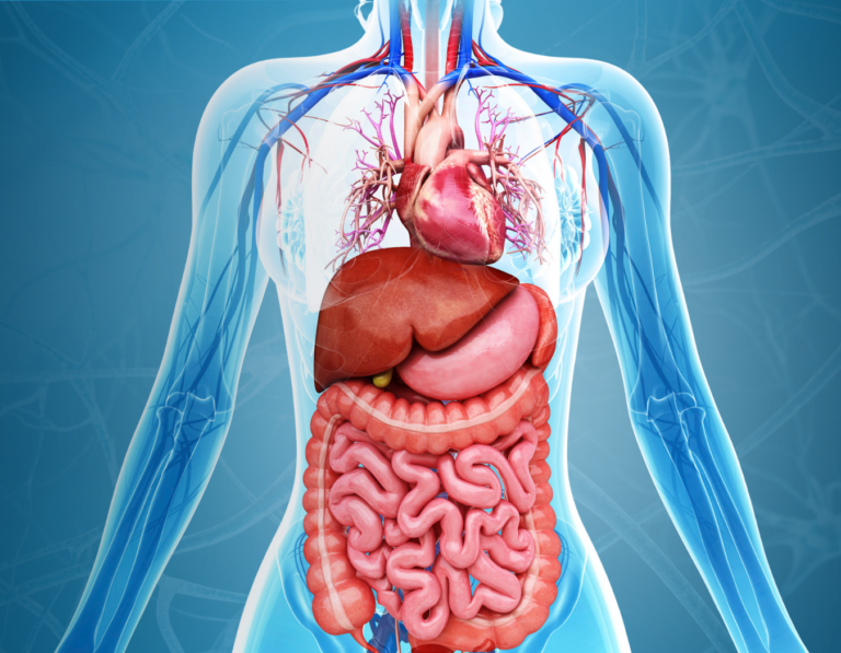 An image of a person's internal organs for our total detox program.