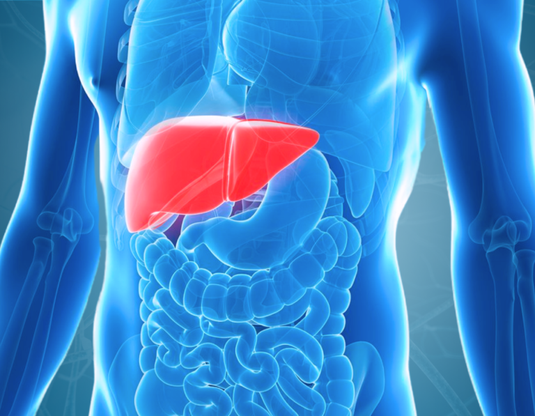 An image of a person's liver for our liver cleanse program.