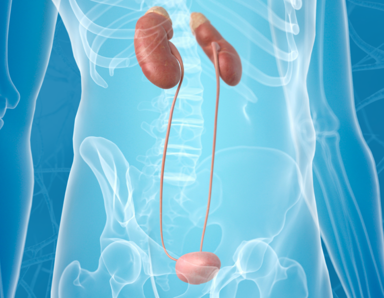 An image of kidneys for our kidney cleanse program