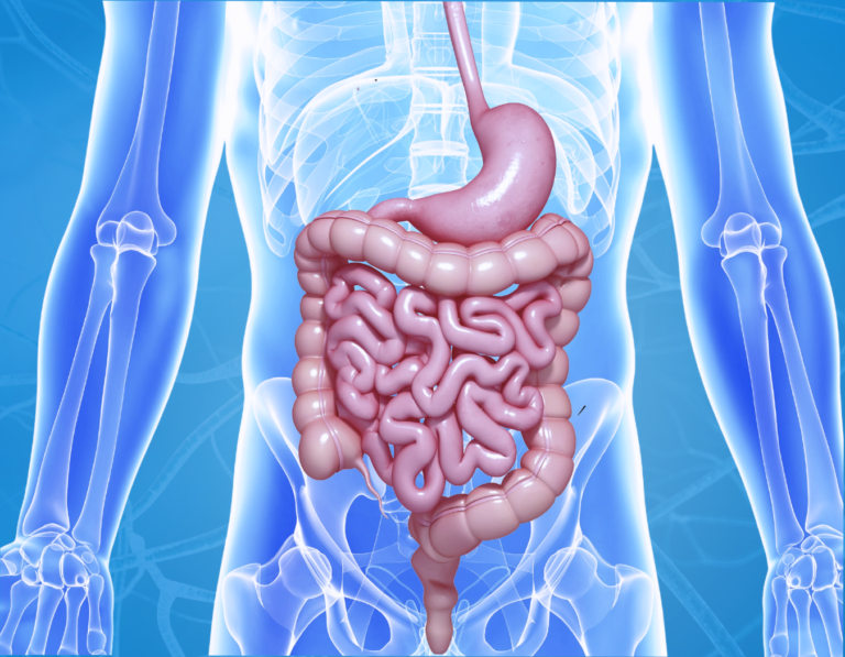 An image of the digestive system for our 24-hour total digestive detox.